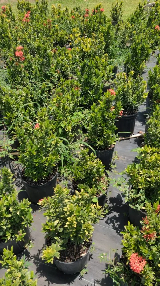 Professional landscape design in Boca Raton, FL by Country Landscaping & Growers