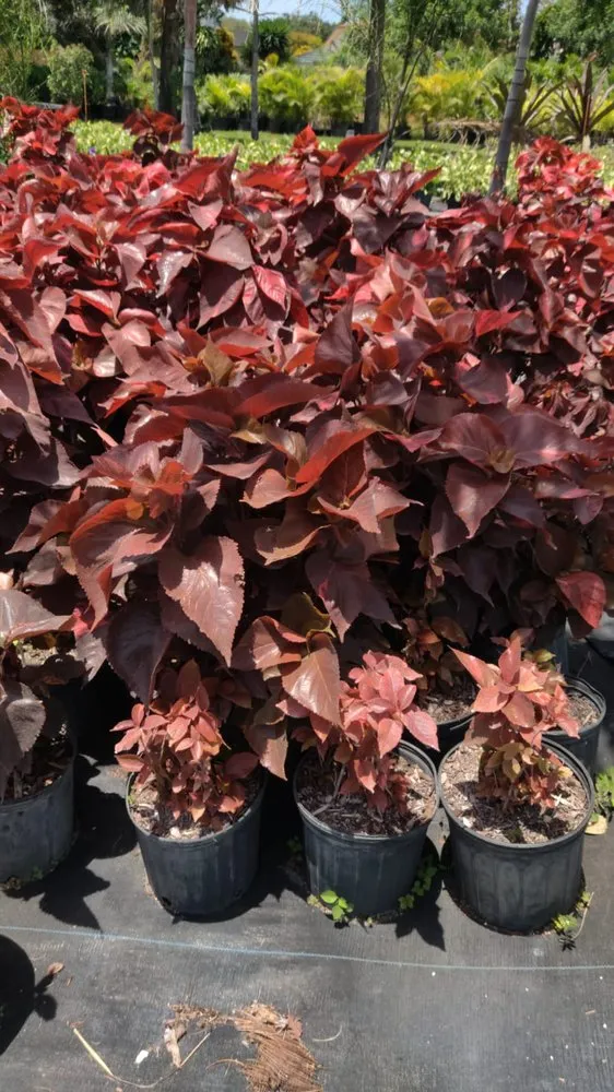 Top-rated yard maintenance experts serving Boca Raton, FL - Country Landscaping & Growers