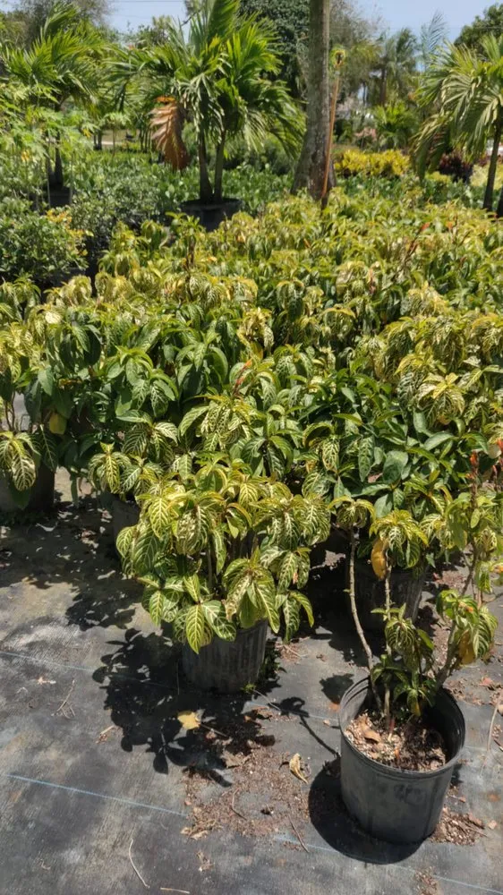 Local lawn mowing service for outdoor upgrades across Boca Raton, FL - Country Landscaping & Growers