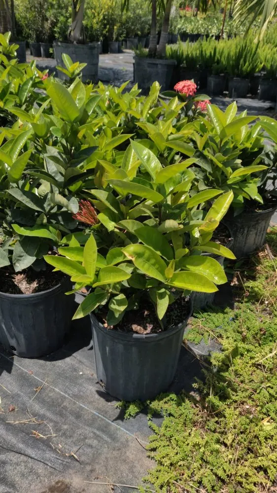 Top-rated yard cleanup service in Boca Raton, FL - Country Landscaping & Growers