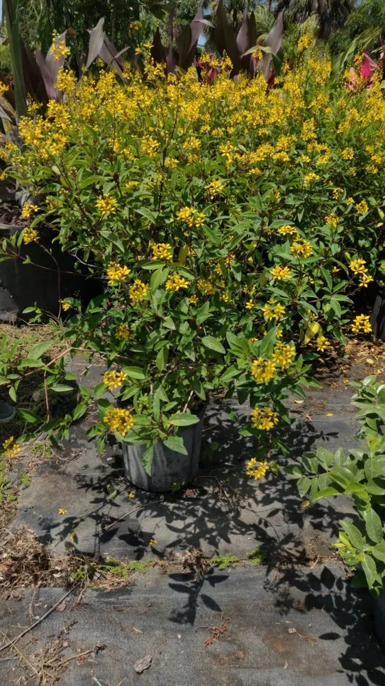 Top-rated landscaping services in Boca Raton, FL - Country Landscaping & Growers