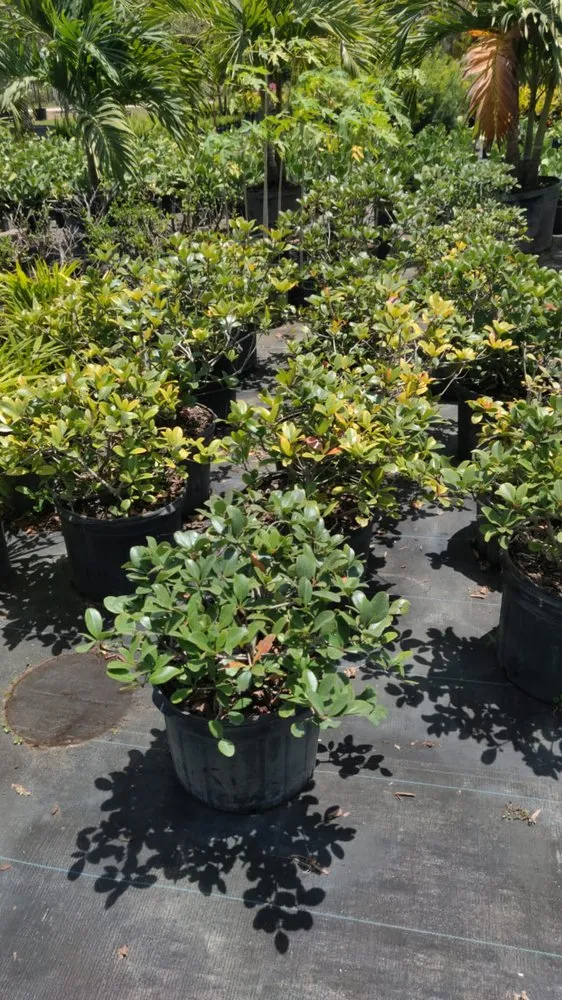 Custom outdoor landscaping in Boca Raton, FL - Country Landscaping & Growers