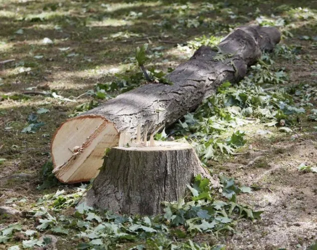 Expert residential landscaping experts serving Amery, WI - Country Legacy Services