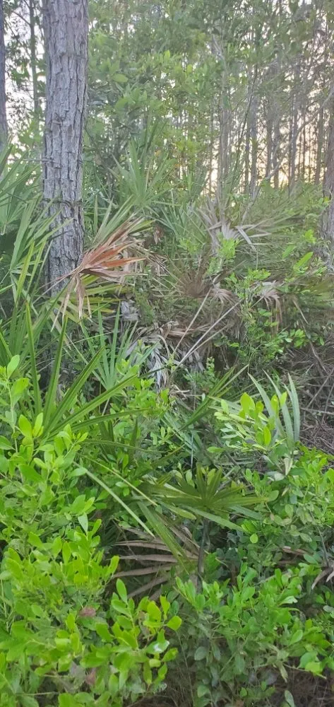 Top-rated yard maintenance with custom design across Middleburg, FL - Country Root's Land and Site Development