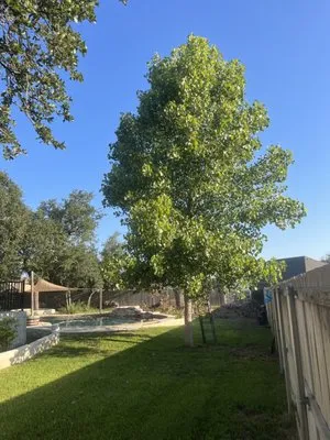 Country Side Lawn Care Logo