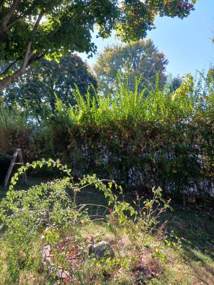 Local landscaping services in Parkhills, MO - Country Way Nursery