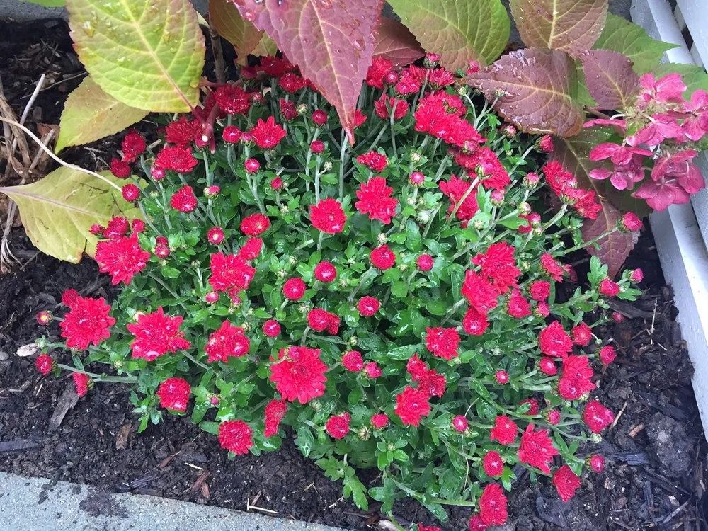 Affordable yard maintenance in Thornwood, NY - Countryside Landscape & Design