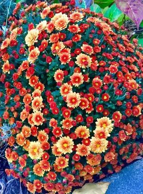 Countryside Landscape & Design