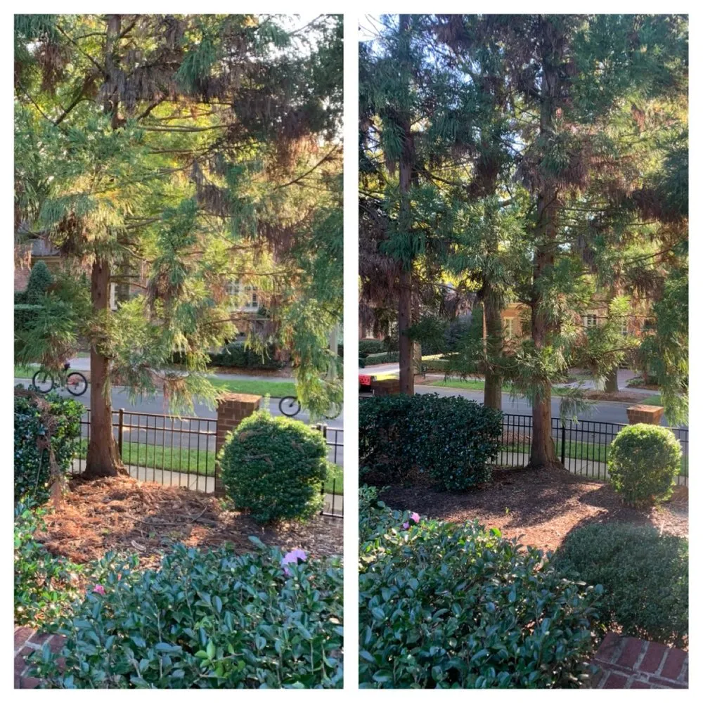 Expert yard cleanup service experts serving Marvin, NC - Countryside Landscapes
