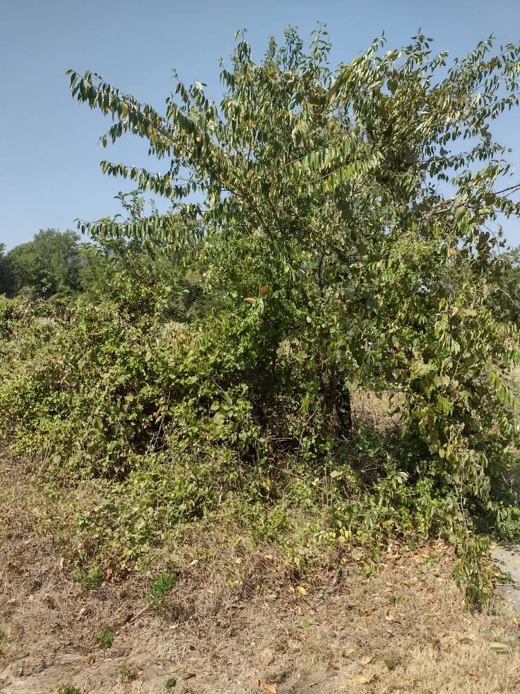 Trusted yard maintenance for beautiful yards in Grand Saline, TX by Countryside Landscaping Pro’s