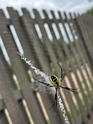 Countryside Lawncare & Landscaping