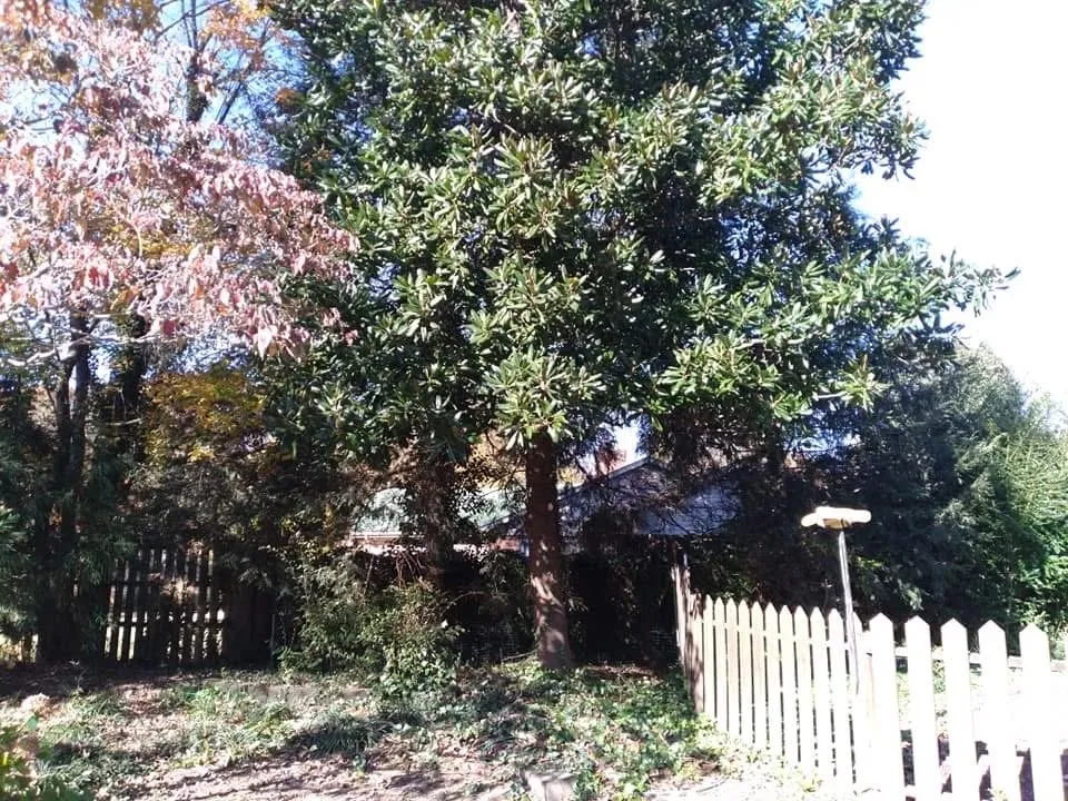 Expert yard maintenance in Danville, VA - Countryside Solutions