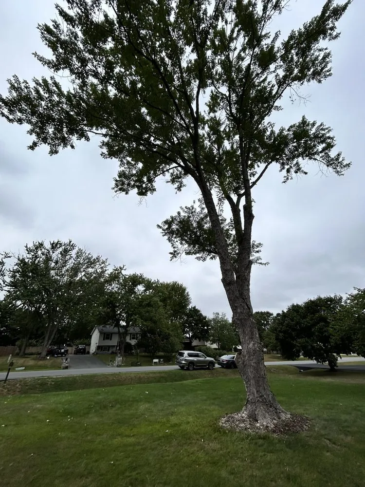 Local landscape design in Stafford, VA - County Lawn Services