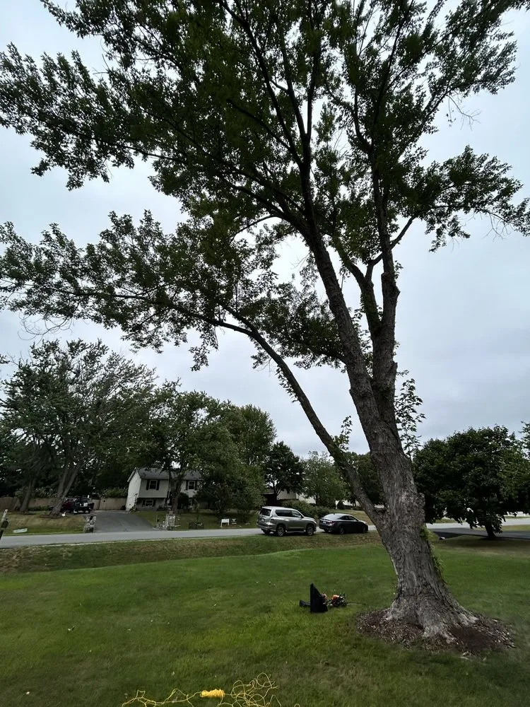 Expert landscape installation in Stafford, VA by County Lawn Services