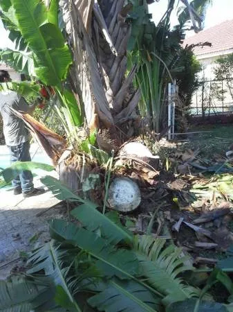 Professional landscaping services in Boynton Beach, FL by County Tree and Property Renovation