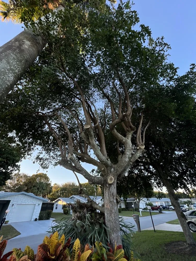 Top-rated residential landscaping in Boynton Beach, FL - County Tree and Property Renovation