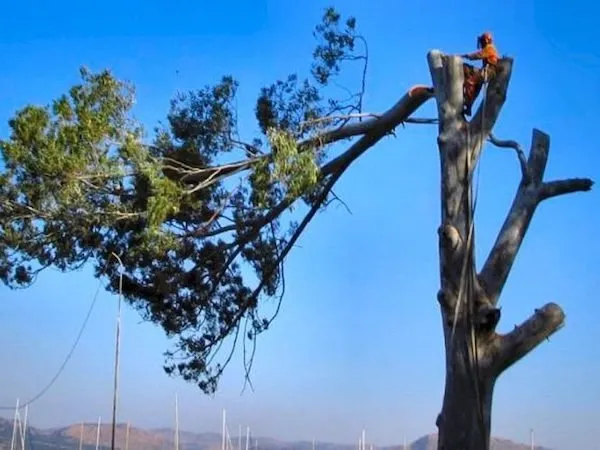 Trusted landscaping services near you in Boynton Beach, FL by County Tree and Property Renovation