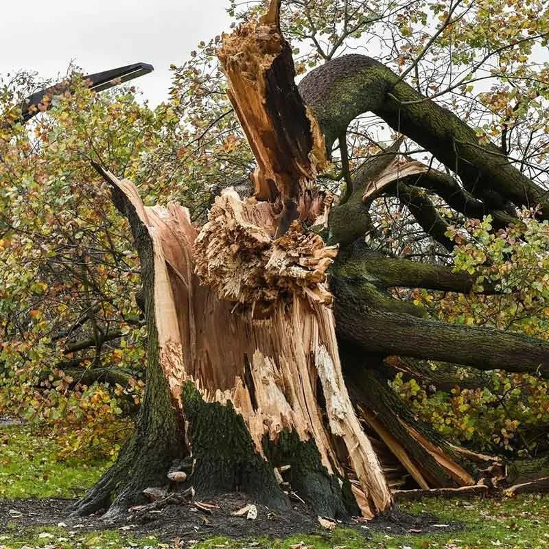 Expert landscape design in Boynton Beach, FL - County Tree and Property Renovation