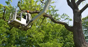 Affordable outdoor landscaping near you in Gastonia, NC by County Tree Service