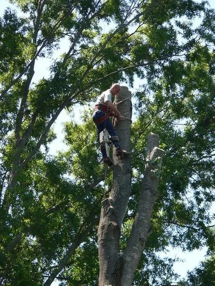 Professional outdoor landscaping with custom design across Gastonia, NC - County Tree Service