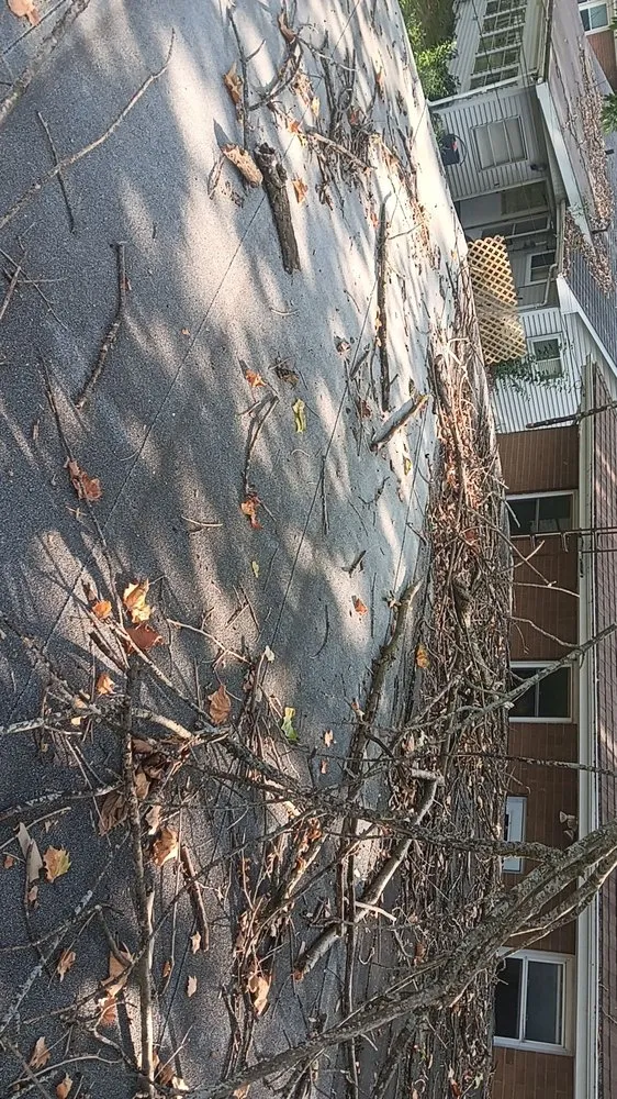 Local yard cleanup service in Springfield, IL by Courtesy Lawn Care