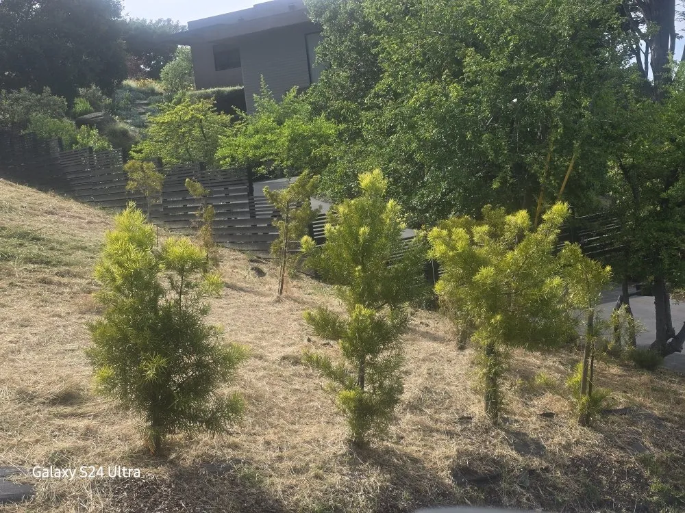 Expert garden landscaping experts serving Novato, CA - Cousins Construction and Landscape