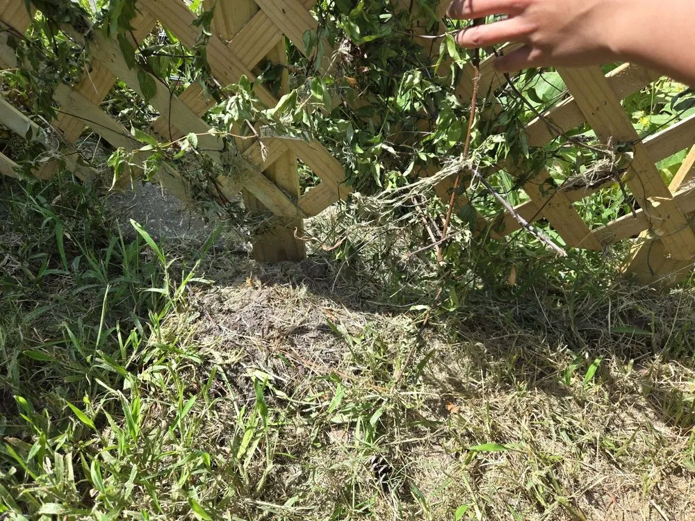 Reliable yard maintenance in Beaumont, TX by Cousin's Lawn Service