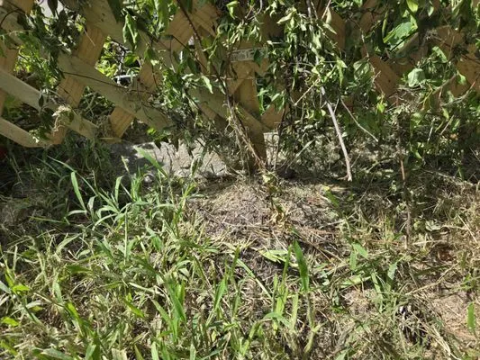 Cousin's Lawn Service Logo