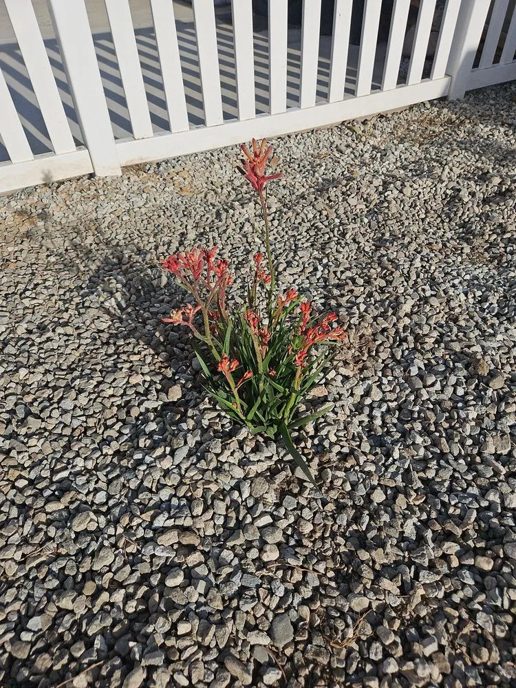 Reliable lawn mowing service for homes across Azusa, CA - Cova's Landscape