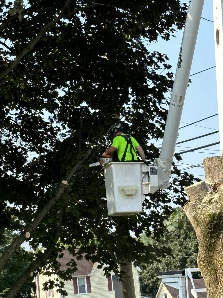 Reliable lawn care service in Penn Yan, NY - Covell Jim & Son Tree Service