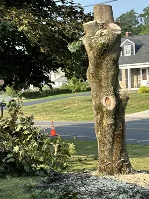 Covell Jim & Son Tree Service