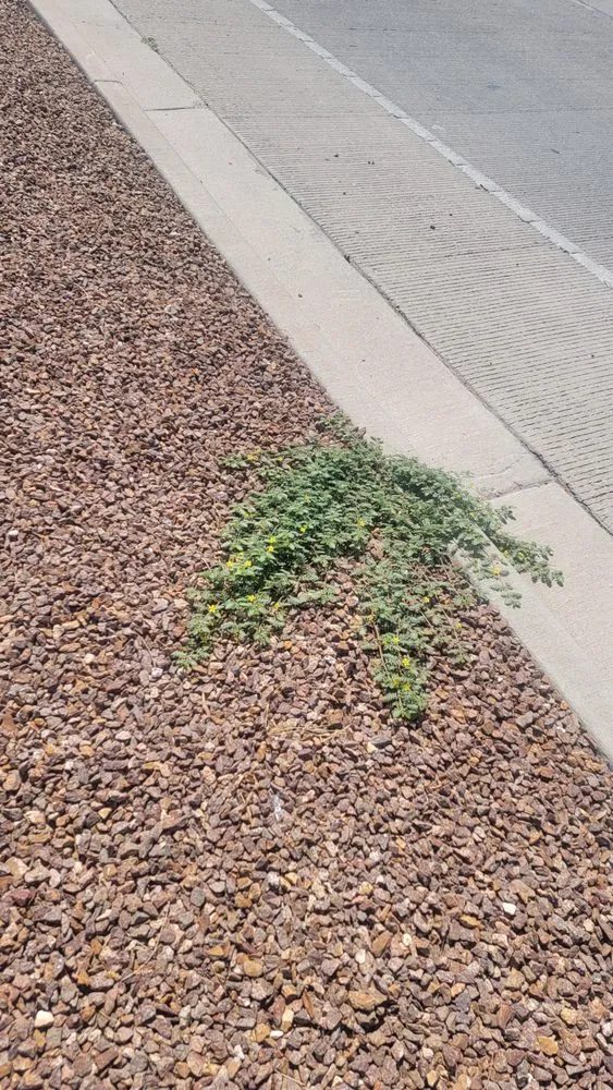 Trusted lawn care service in El Paso, TX - Covenant Cleaning and Lawn