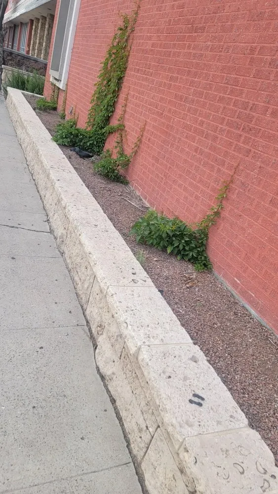 Reliable lawn care service in El Paso, TX - Covenant Cleaning and Lawn