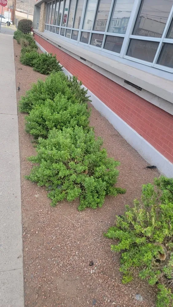 Local landscaping services in El Paso, TX by Covenant Cleaning and Lawn