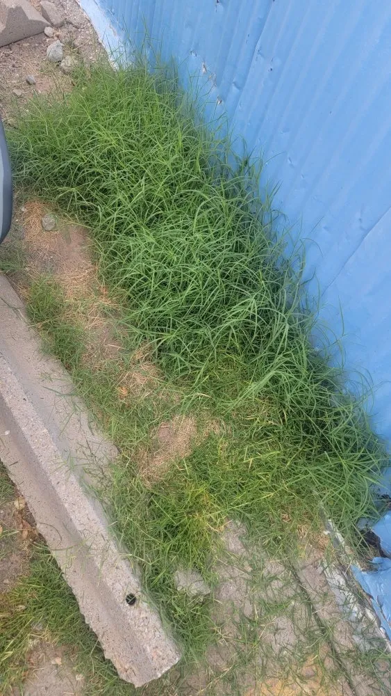 Expert yard maintenance for beautiful yards in El Paso, TX by Covenant Cleaning and Lawn