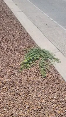 Covenant Cleaning and Lawn Logo