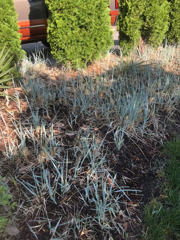 Custom lawn mowing service in Nashville, TN - Covenant Landscapes