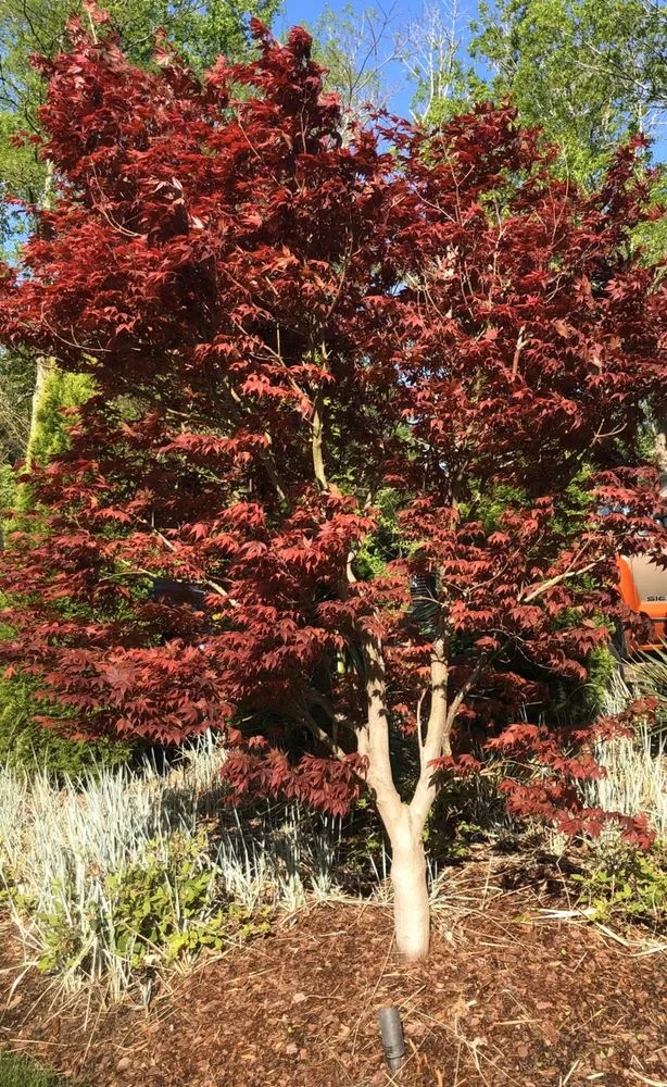 Affordable lawn care service for year-round maintenance across Nashville, TN - Covenant Landscapes