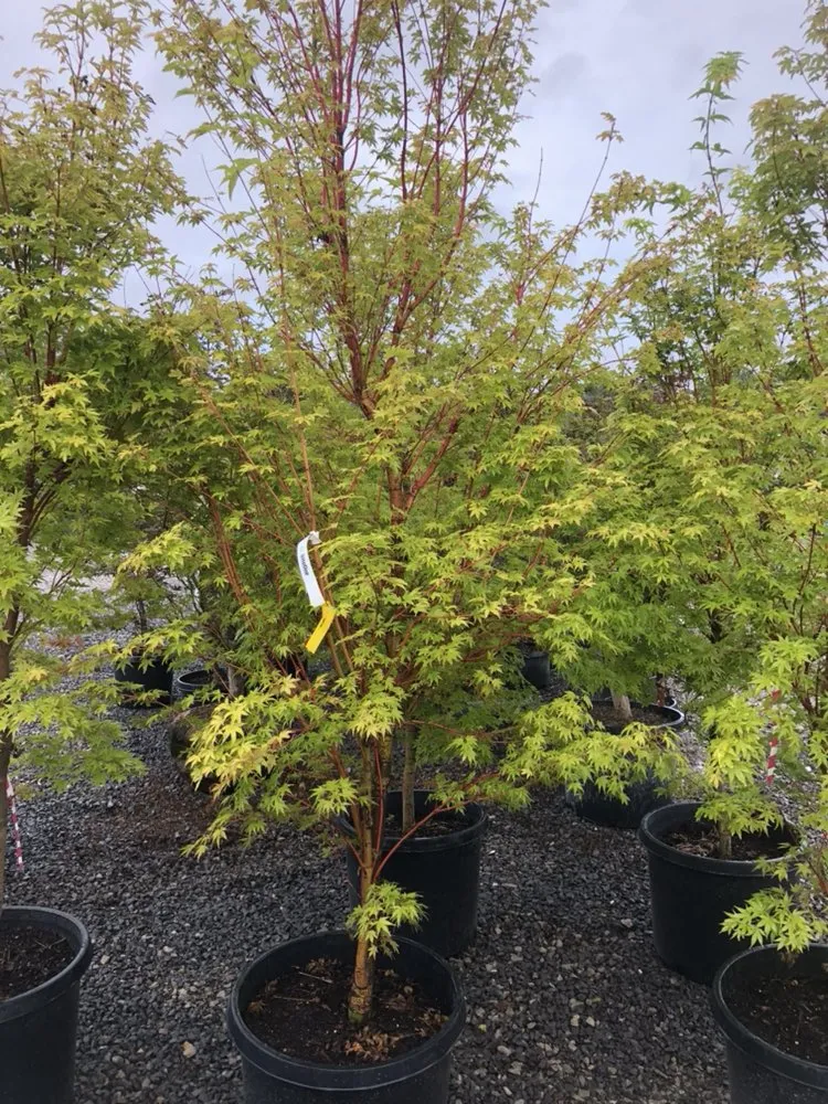 Reliable lawn mowing service in Nashville, TN - Covenant Landscapes