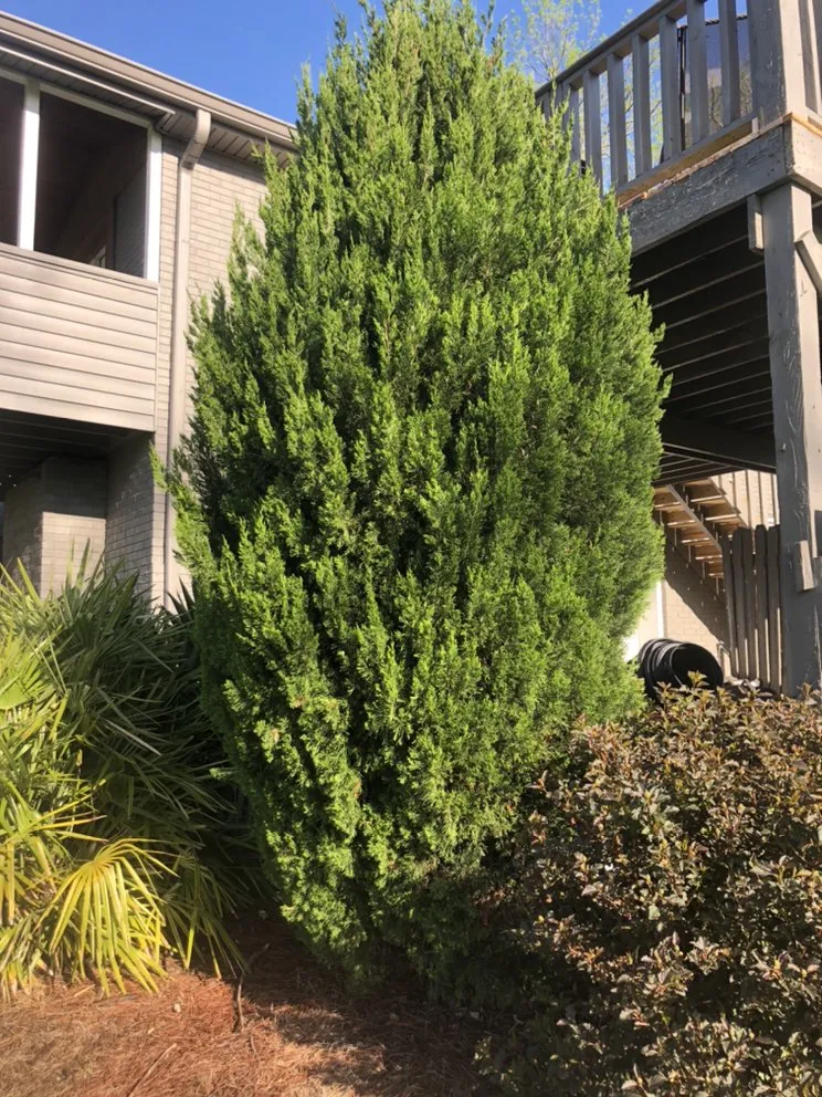 Trusted yard cleanup service in Nashville, TN - Covenant Landscapes