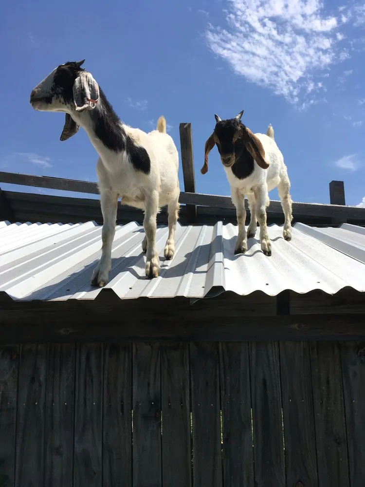 Custom outdoor landscaping in Joshua, TX - CoVi Land Services