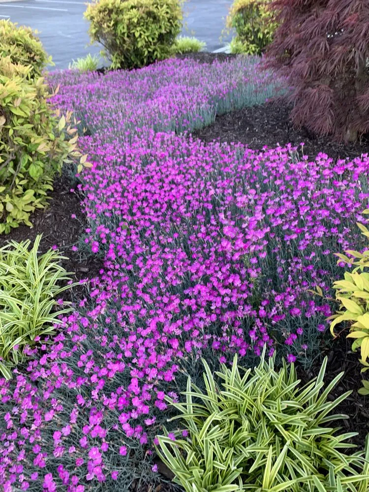 Custom landscape installation in Farragut, TN - Covington’s Lawn Care and Landscaping