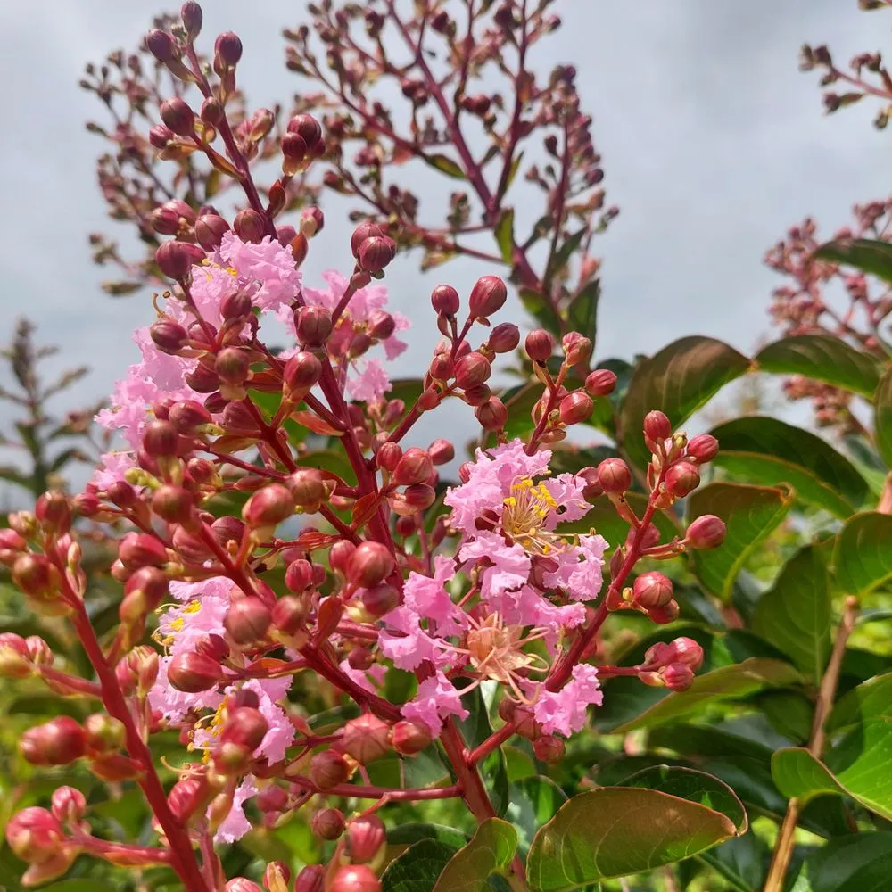 Custom yard maintenance for beautiful yards in Rowlett, TX by Covington's Nursery & Landscape
