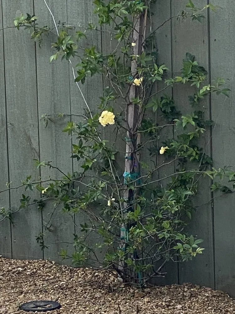 Top-rated yard maintenance in Rowlett, TX - Covington's Nursery & Landscape