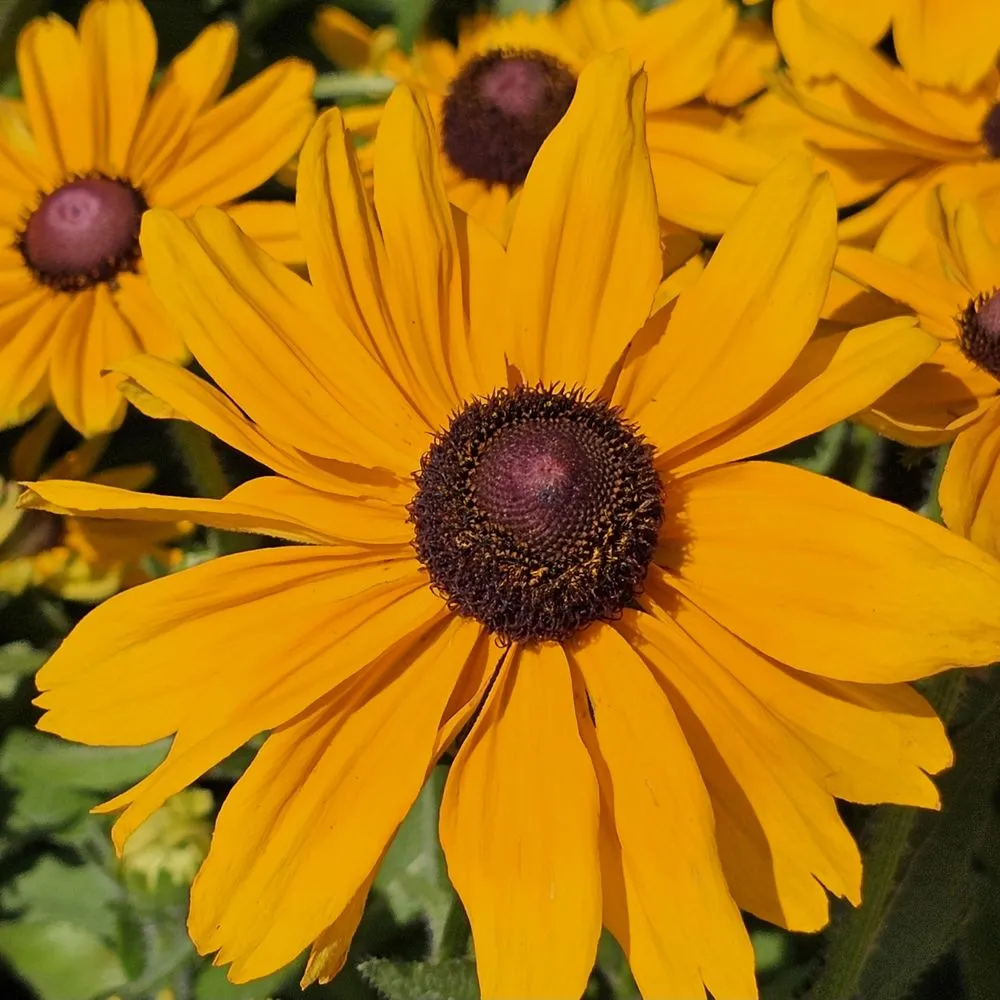 Professional lawn care service with custom design across Rowlett, TX - Covington's Nursery & Landscape