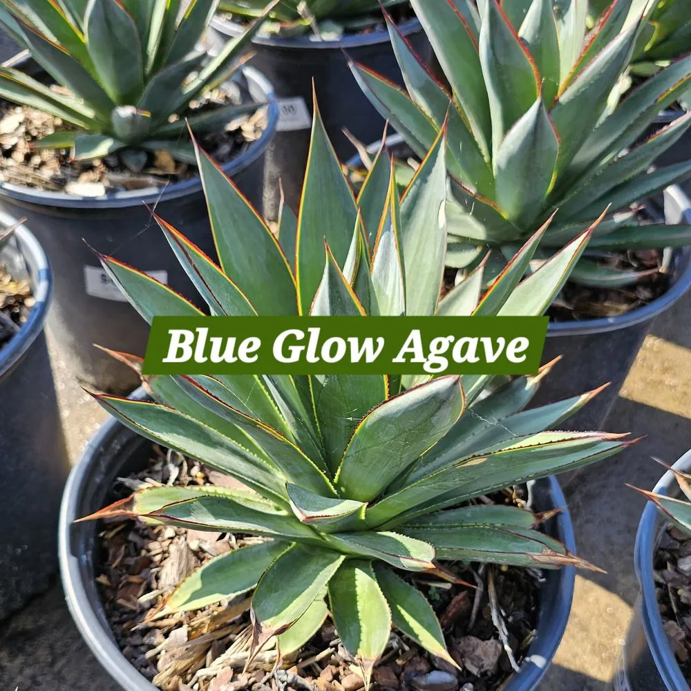 Expert landscape design with custom design in Rowlett, TX by Covington's Nursery & Landscape