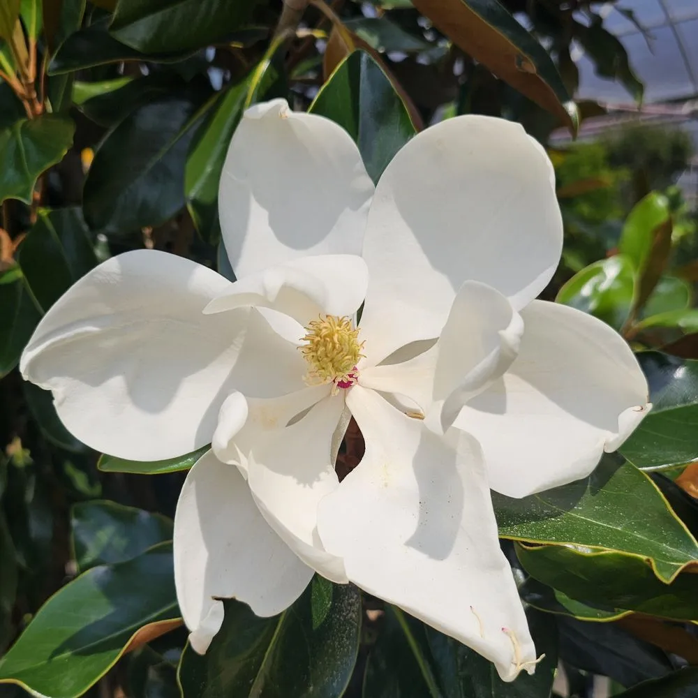 Expert landscape installation in Rowlett, TX by Covington's Nursery & Landscape