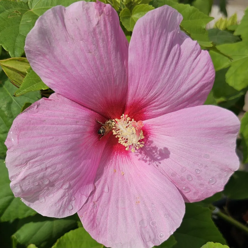 Expert residential landscaping experts serving Rowlett, TX - Covington's Nursery & Landscape