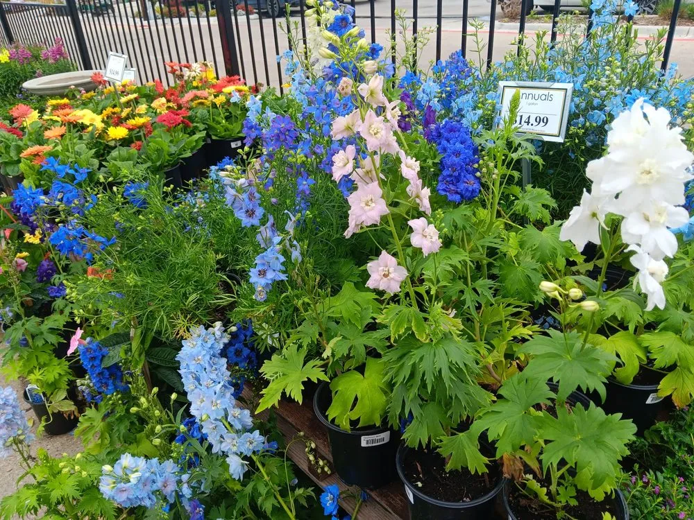 Custom lawn care service for year-round maintenance in Rowlett, TX by Covington's Nursery & Landscape