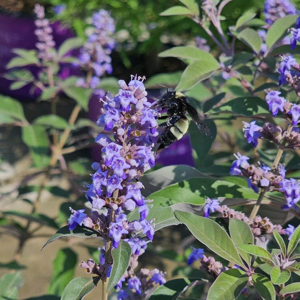 Expert landscape design for residential properties across Rowlett, TX - Covington's Nursery & Landscape